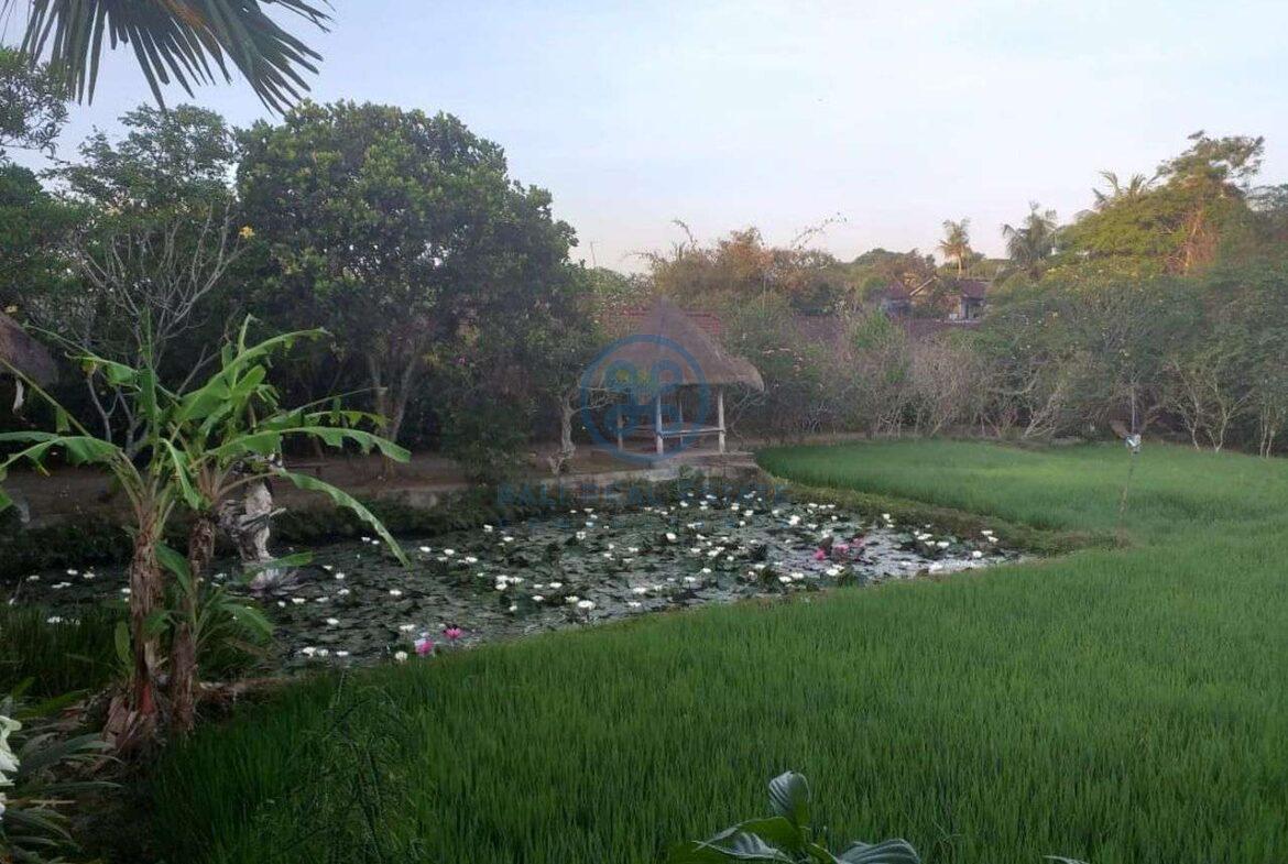 modern 3 bedrooms villa ricefield view ubud for sale rent 3